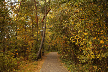 Many beautiful trees and pathway in park