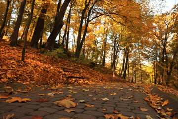 Beautiful yellowed trees and paved pathway in park