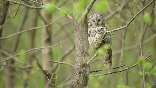 Ural owl ( Strix uralensis ) in spring forest