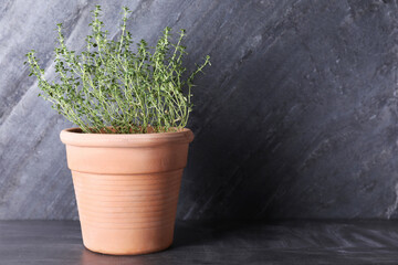 Fototapeta na wymiar Aromatic green potted thyme on grey table. Space for text