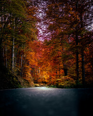 Forest road in Autumn in Zagreb Croatia