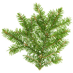 PNG Branch of spruce isolated