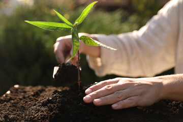 Obraz premium Woman planting young tree in garden, closeup