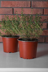 Aromatic green thyme in pots on white table near brick wall