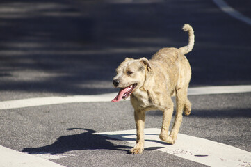 Happy Dog Running on the Street