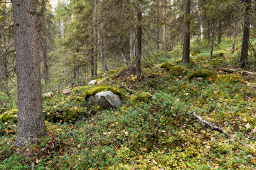 An autumnal old woodland with deadwood on forest floor in Oulanka National Park, Northern Finland