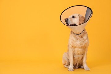 Cute Labrador Retriever with protective cone collar on orange background. Space for text - obrazy, fototapety, plakaty