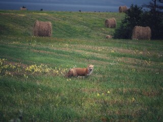 Sly fox in field