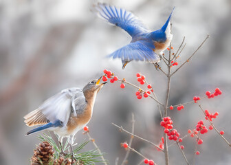 Bluebird eating red berries
