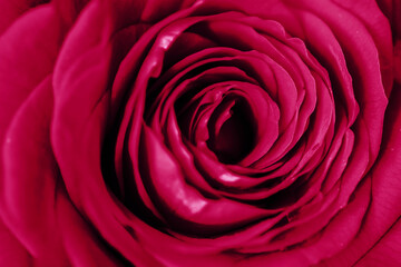 Close up of rose. Soft modern nature background. Viva Magenta color