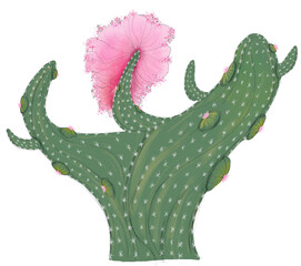 cactus floras planta