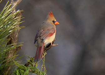 Female cardinal