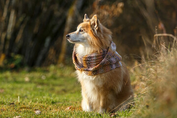 Autumnal portrait of an icelandic sheepdog wearing a colorful scarf sitting on a meadow in autumn...