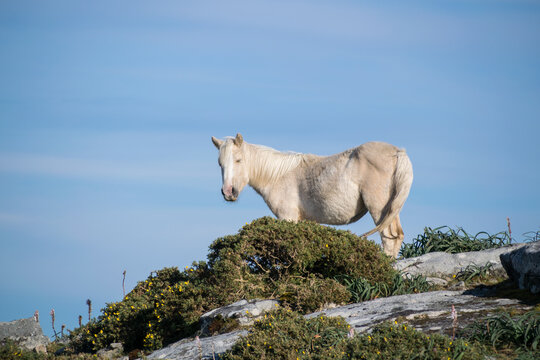 White horse standing on rocks in remote location, Spain