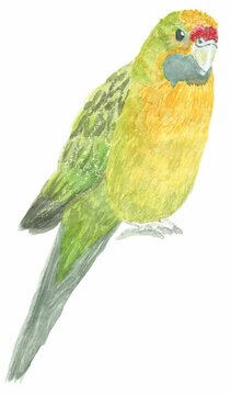 Painting of Australian native bird, green rosella