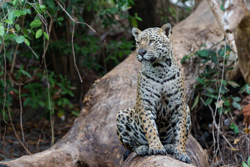 Naklejka na ściany i meble Jaguar (Panthera onca) hunting in the Northern Pantanal in Mata Grosso in Brazil