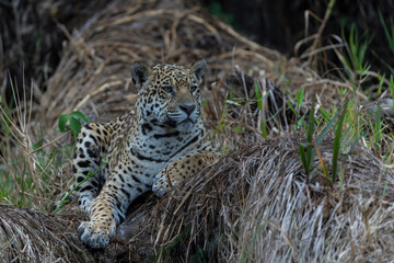 Jaguar (Panthera onca) resting in the Northern Pantanal in Mata Grosso in Brazil