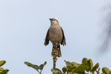 Majestuosa Calandria