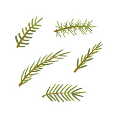 Evergreen tree branches set. Fir tree, coniferous, pine. Thorny leaves. Vector illustration clipart.