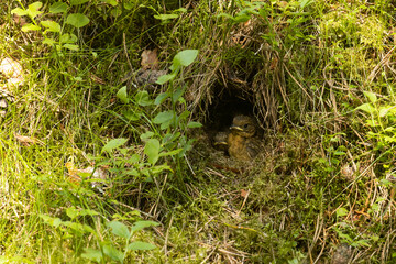 Obraz premium A small Robin chick waiting for food in a nest during a summer evening in Estonian forest 