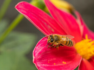Bee on red dahlia