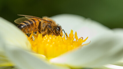 bee pollinating on white dahlia