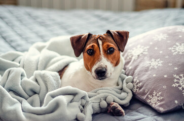 jack russell terrier breed dog laing before christmas on gray bed and pillows with white snowflakes. holidays and relax.