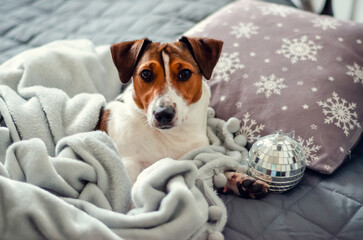 Jack Russell Terrier breed dog lies in  a gray bed and pillows with snowflakes. Holidays and relax.