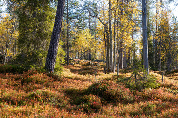 Obraz premium A view of an autumnal old-growth forest in Salla National Park, Northern Finland