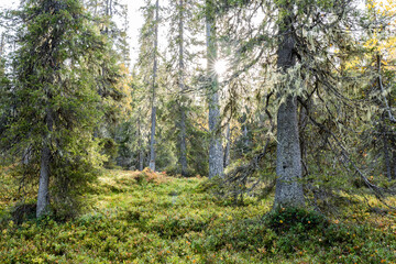 A view of an autumnal old-growth forest in Salla National Park, Northern Finland