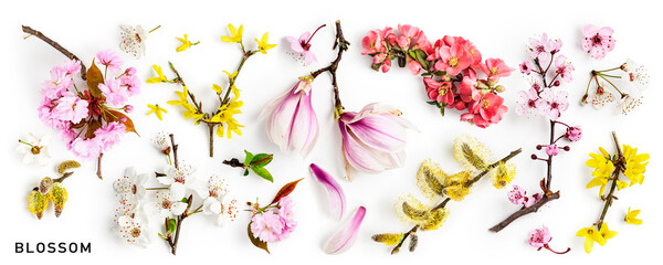 Spring flowers blossom collection on white.