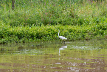 Great Egret Fishing On The River In Summer