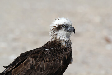 Close up portrait of an osprey bird at the beach