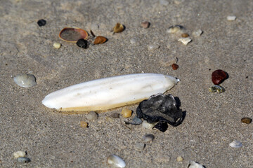 Cuttlefish bone on a beach with sand and shells