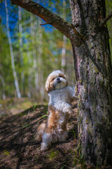 shih tzu dog stands near a tree