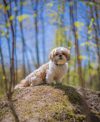 shih tzu dog is sitting on a hill