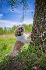 shih tzu dog stands near a tree
