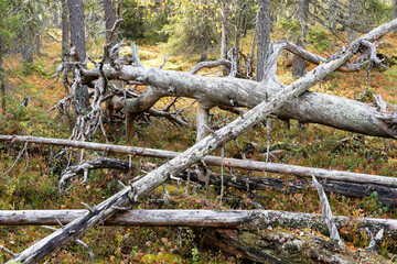 Old deadwood in an autumnal taiga forest in Salla National Park, Northern Finland