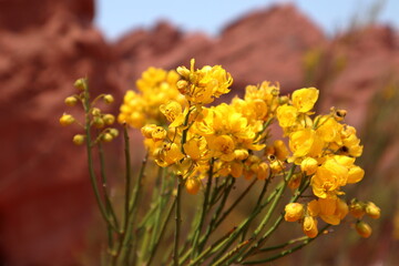 Senna Armata, yellow wildflowers in desert, North Argentina