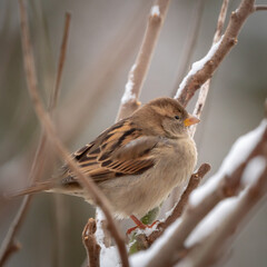sparrow on a branch