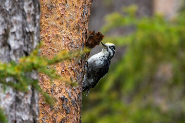 A beautiful male Three-toed woodpecker climbing on a Pine tree trunk and looking for food in a Finnish old-growth forest near Kuusamo