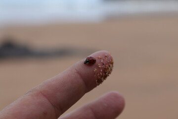 Una mariquita por la playa en el mes de Octubre.