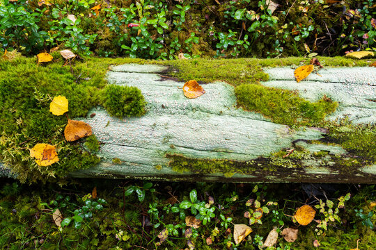A greenish lichen Icmadophila ericetorum covering a decaying deadwood in a Finnish old-growth forest near Kuusamo