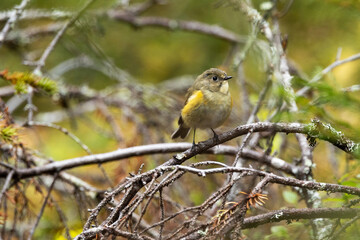 Fototapeta premium A juvenile Red-flanked bluetail perched in an autumnal taiga forest near Kuusamo during migration. Shot in Northern Finland.