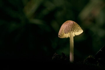 Mushroom at night with green branches background