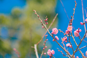 青空の中の紅梅の花	