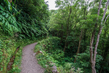 Trail view on azores portugal