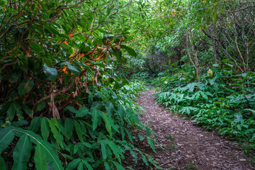 Obraz premium Sunset on flores island, Azores