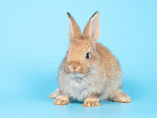 Baby orange rabbit sitting on blue background. Lovely action of rabbit.