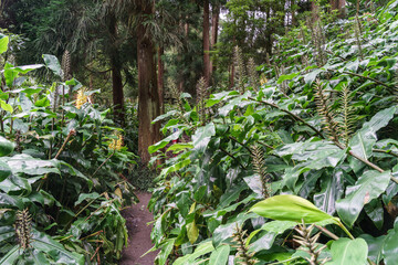 Obraz premium Trail view on azores portugal